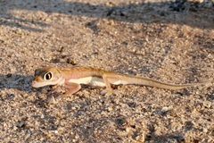Pachydactylus rangei