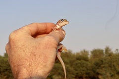 Pachydactylus rangei