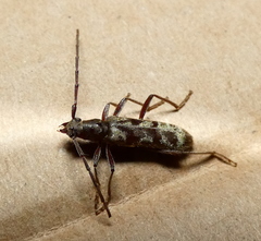 Mallocera simplex