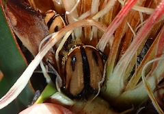 Trichostetha signata