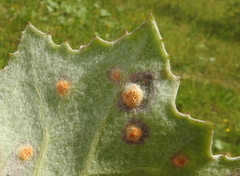 Puccinia poarum