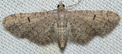 Eupithecia ultimaria