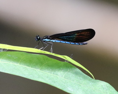 Rhinocypha monochroa