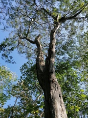 Libidibia sclerocarpa