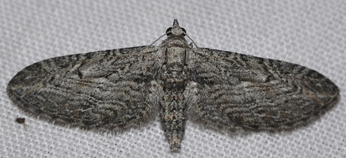 Eupithecia unedonata Mabille, 1868