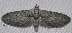 Eupithecia unedonata