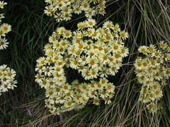 Dolichoglottis lyallii × scorzoneroides