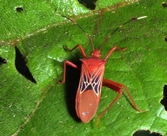 Leptoscelis centralis