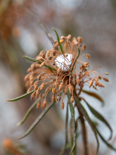 Rhododendron tomentosum iNat (2)