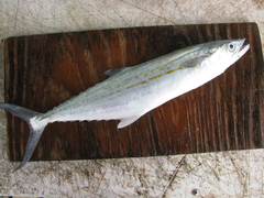 Scomberomorus regalis