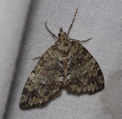 Hydriomena divisaria