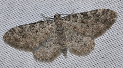 Eupithecia unitaria