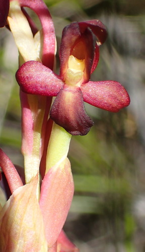 Image of Ridge Disa (Disa bolusiana) by (c) Nicola van Berkel, some rights reserved (CC BY-SA)