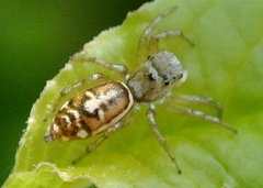 Cosmophasis baehrae