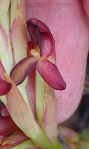 Image of Ridge Disa (Disa bolusiana) by (c) Nicola van Berkel, some rights reserved (CC BY-SA)