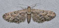 Eupithecia variostrigata