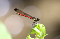 Sclerocypha bisignata