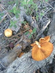 Gymnopilus suberis