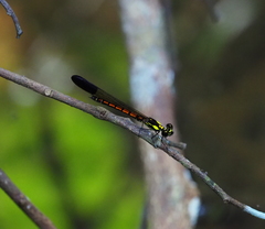 Sundacypha petiolata