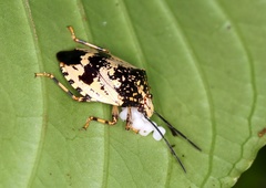 Antiteuchus melanoleucus