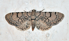 Eupithecia venosata