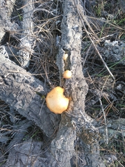 Gymnopilus suberis