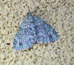 Hammaptera parinotata