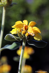 Phlomis fruticosa