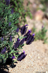 Lavandula stoechas