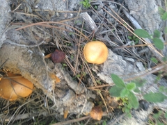 Gymnopilus suberis