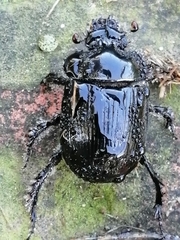 Ceratophyus hoffmannseggi