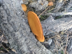 Gymnopilus suberis