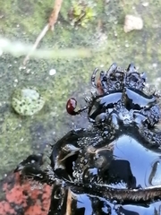 Ceratophyus hoffmannseggi