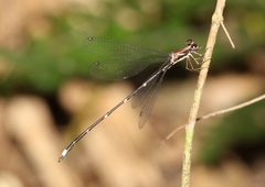 Chorismagrion risi