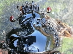 Ceratophyus hoffmannseggi