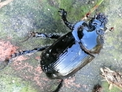 Ceratophyus hoffmannseggi