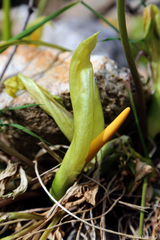 Arum concinnatum
