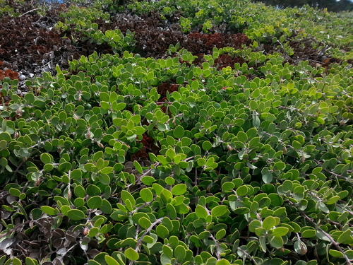 Arctostaphylos montana ssp. ravenii