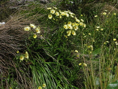 Dolichoglottis lyallii × scorzoneroides