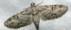 Eupithecia weissi
