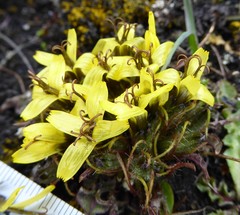 Soroseris hookeriana erysimoides