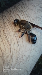 Sphex opacus