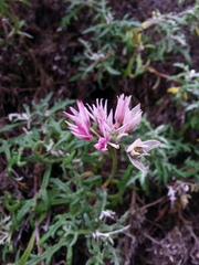 Allium dichlamydeum