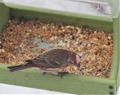 Haemorhous mexicanus