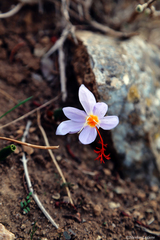 Crocus tournefortii