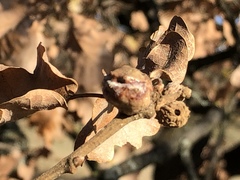 Andricus caliciformis