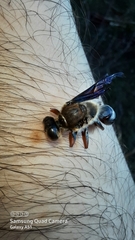 Sphex opacus
