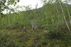 Betula pubescens pumila