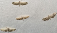 Eupithecia weissi
