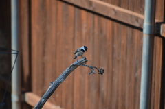 Poecile carolinensis